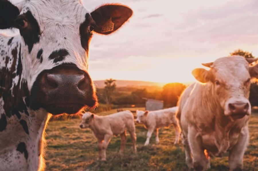 Rescued cattle in a sanctuary pasture at sunset