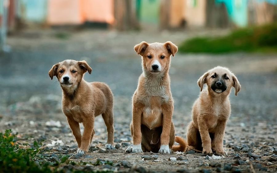 Three rescued puppies looking toward the camera