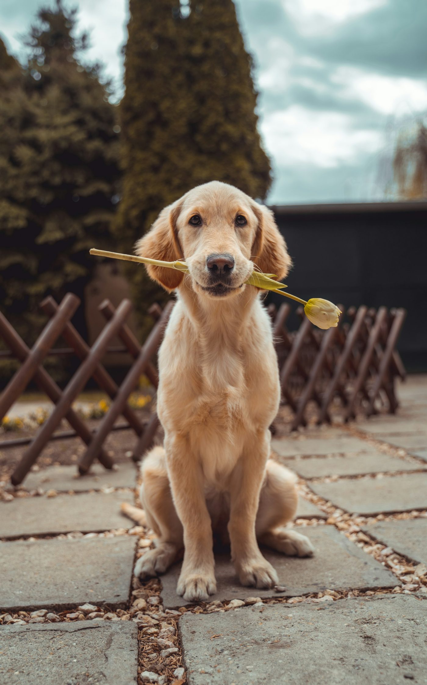 A young rescued dog looking directly into the camera